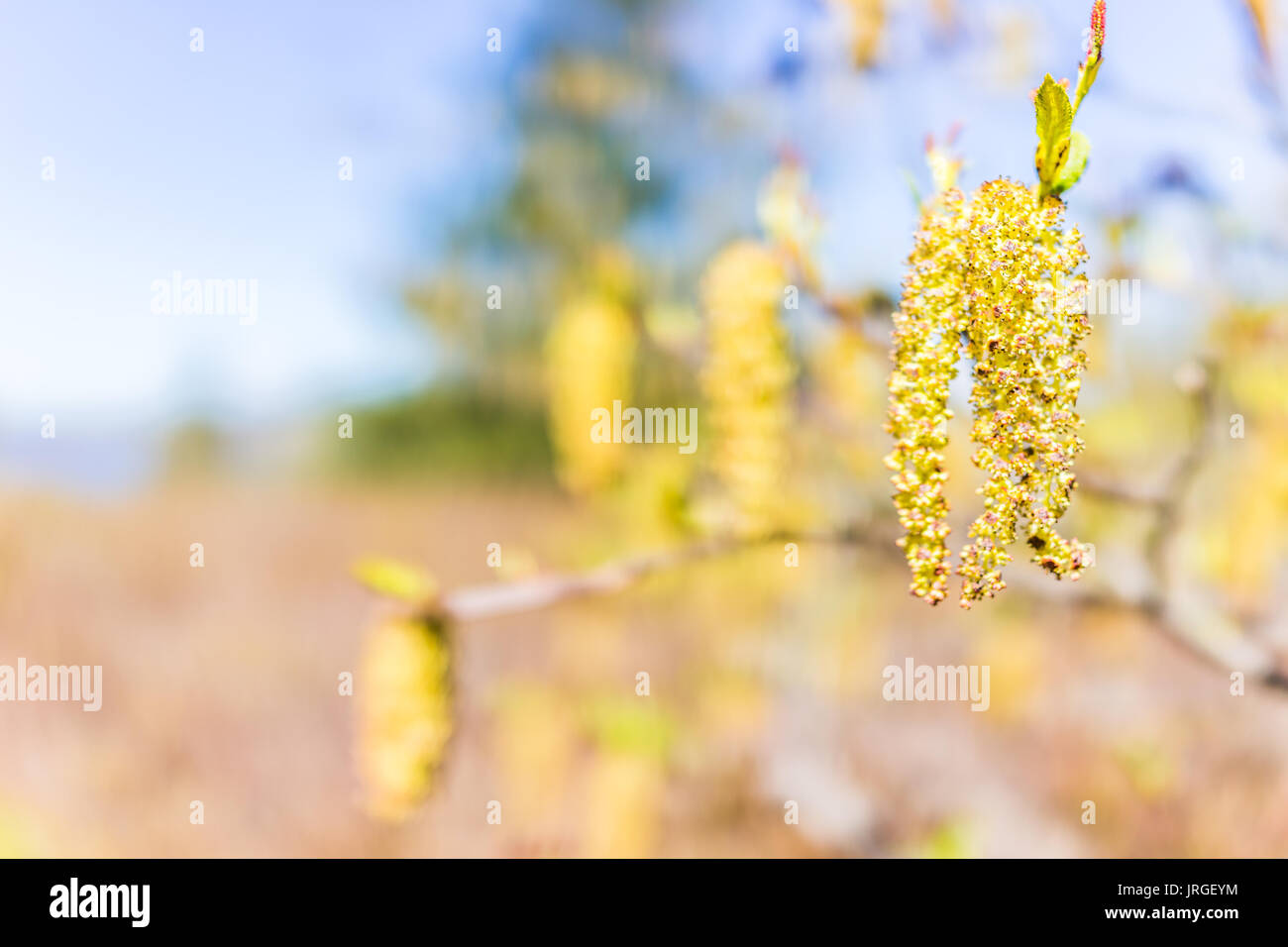Macro closeup of hanging catkin on tree plant showing detail and