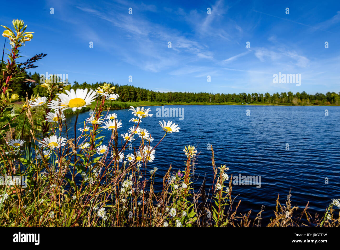 reflection of clouds in the lake with forest and trees in background ...