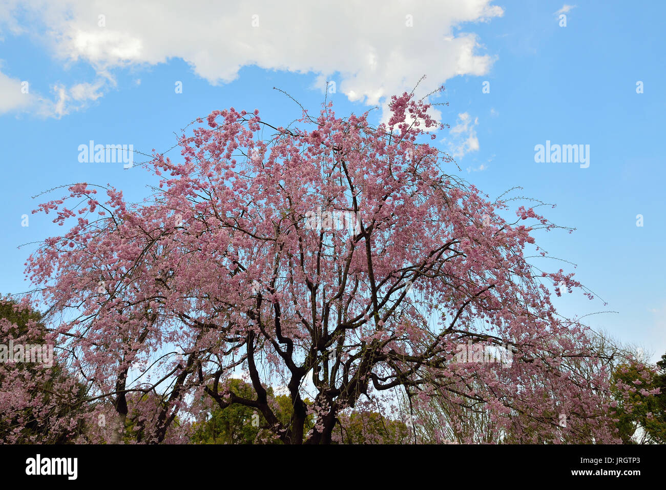 Magical Spring Landscape of White Cherry Blossoms in Japan Stock Photo ...