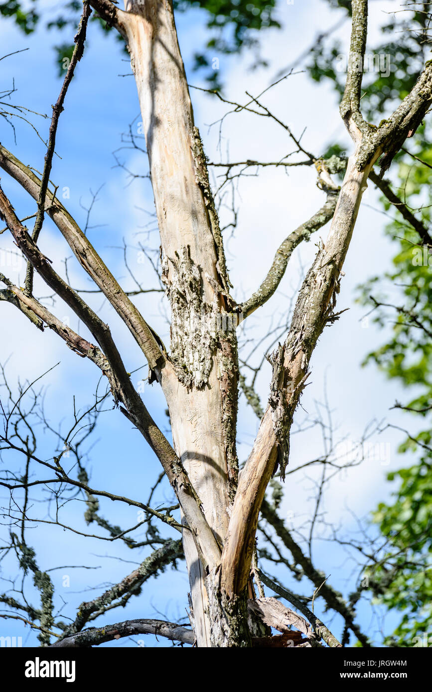 old dry large tree against blue sky with branches wide spread Stock ...