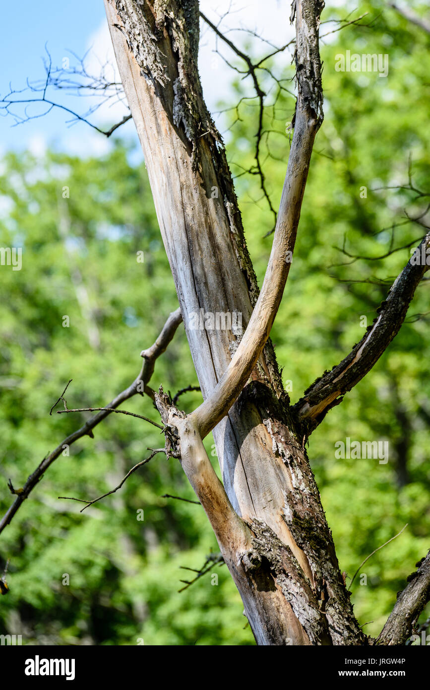 old dry large tree against blue sky with branches wide spread Stock ...
