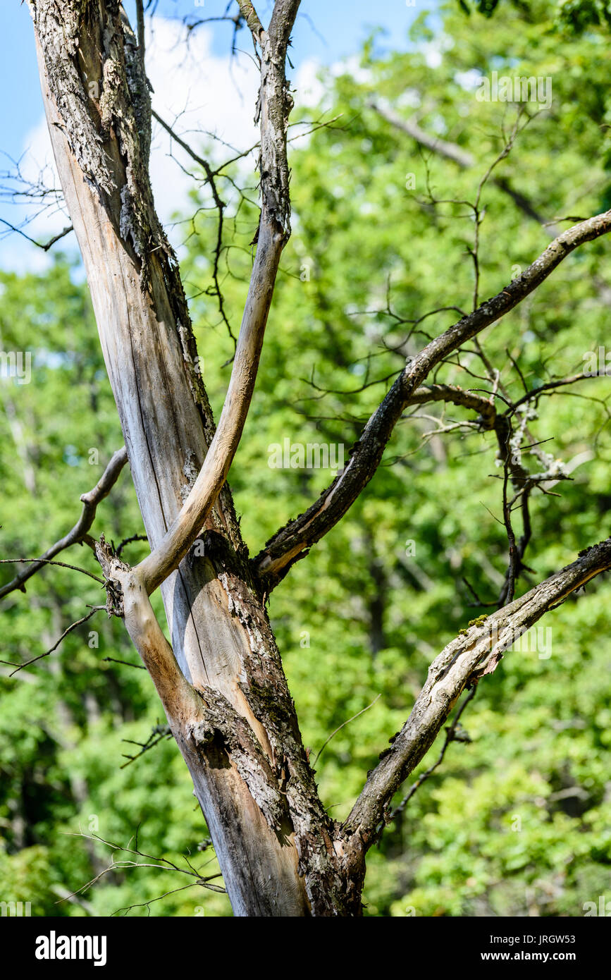 old dry large tree against blue sky with branches wide spread Stock ...