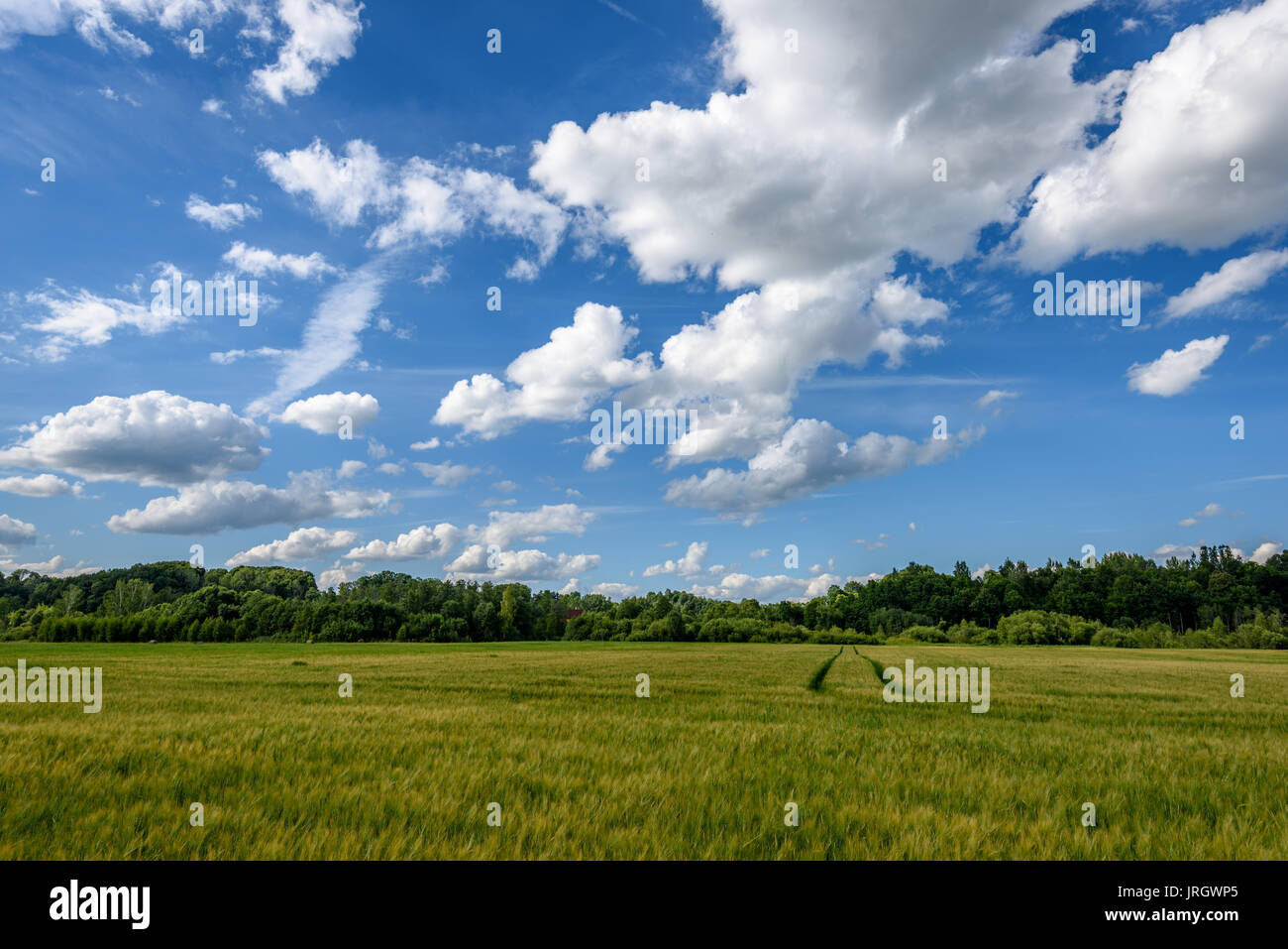 Summer Landscape with Wheat Field and Clouds in latvia Stock Photo - Alamy