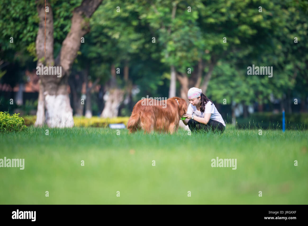 Girl and Golden Retriever playing in the grass Stock Photo - Alamy
