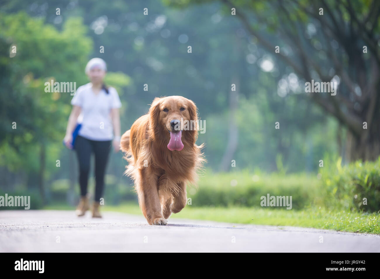 Girl and Golden Retriever playing in the grass Stock Photo - Alamy