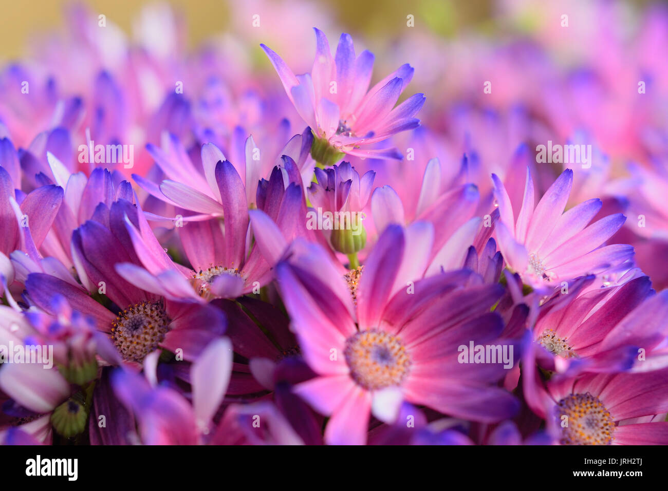 Macro texture of colorful Daisy flower petals Stock Photo