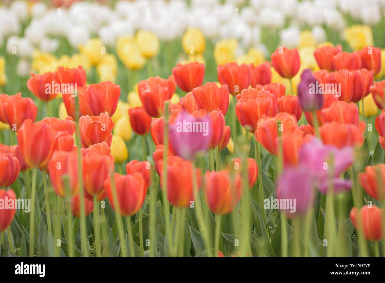 Macro details of colorful Tulip flowers in garden Stock Photo
