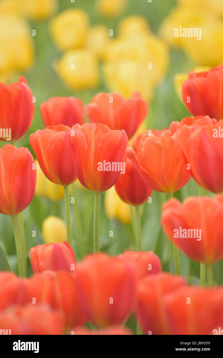 Macro details of colorful Tulip flowers in garden Stock Photo