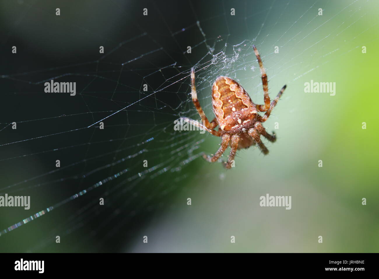 Orb weaver spider and it's web in a Suffolk, UK garden Stock Photo