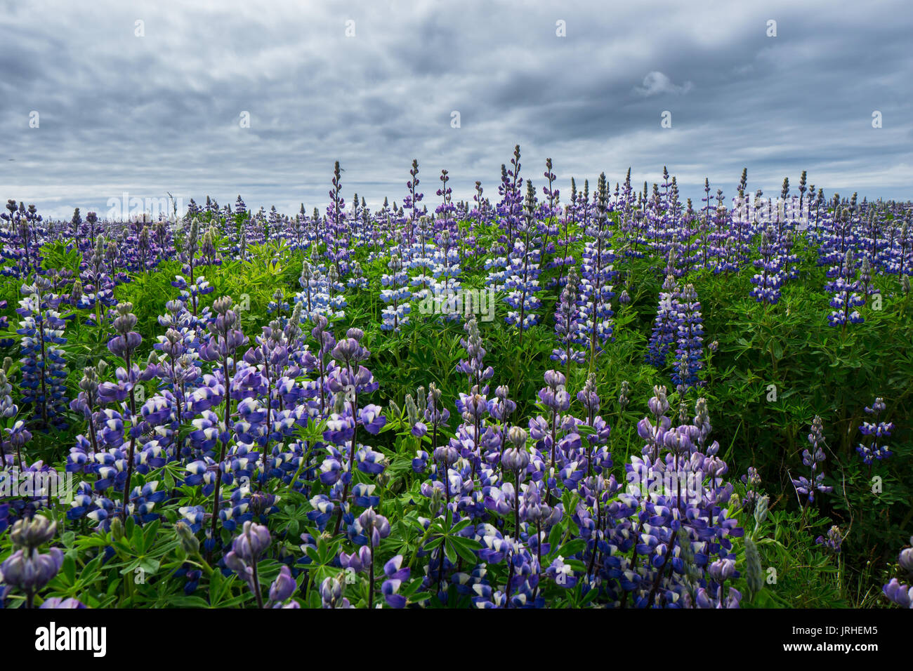 Iceland Endless Purple Flower Field Stock Photo Alamy