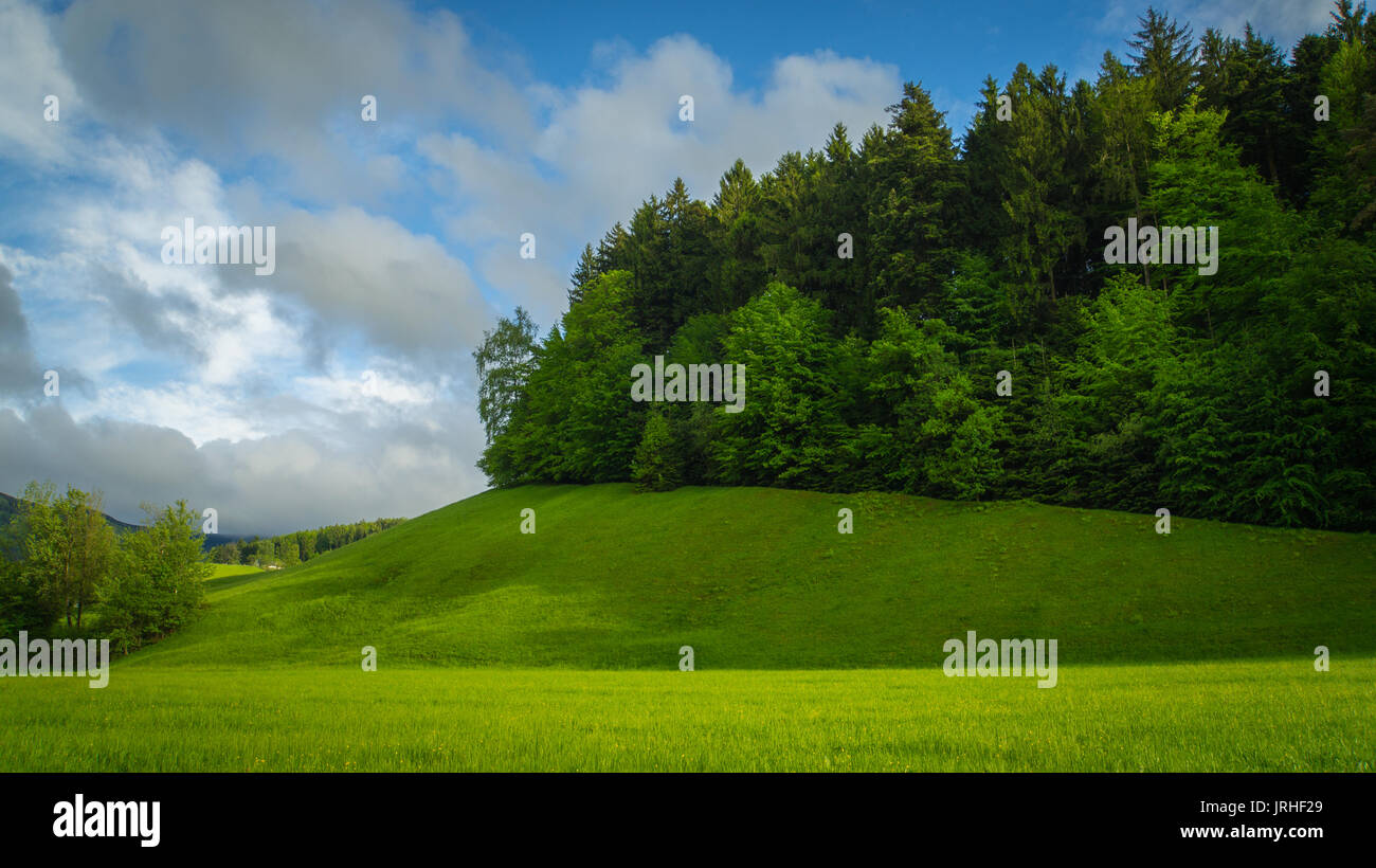 Green meadow trees hi-res stock photography and images - Alamy