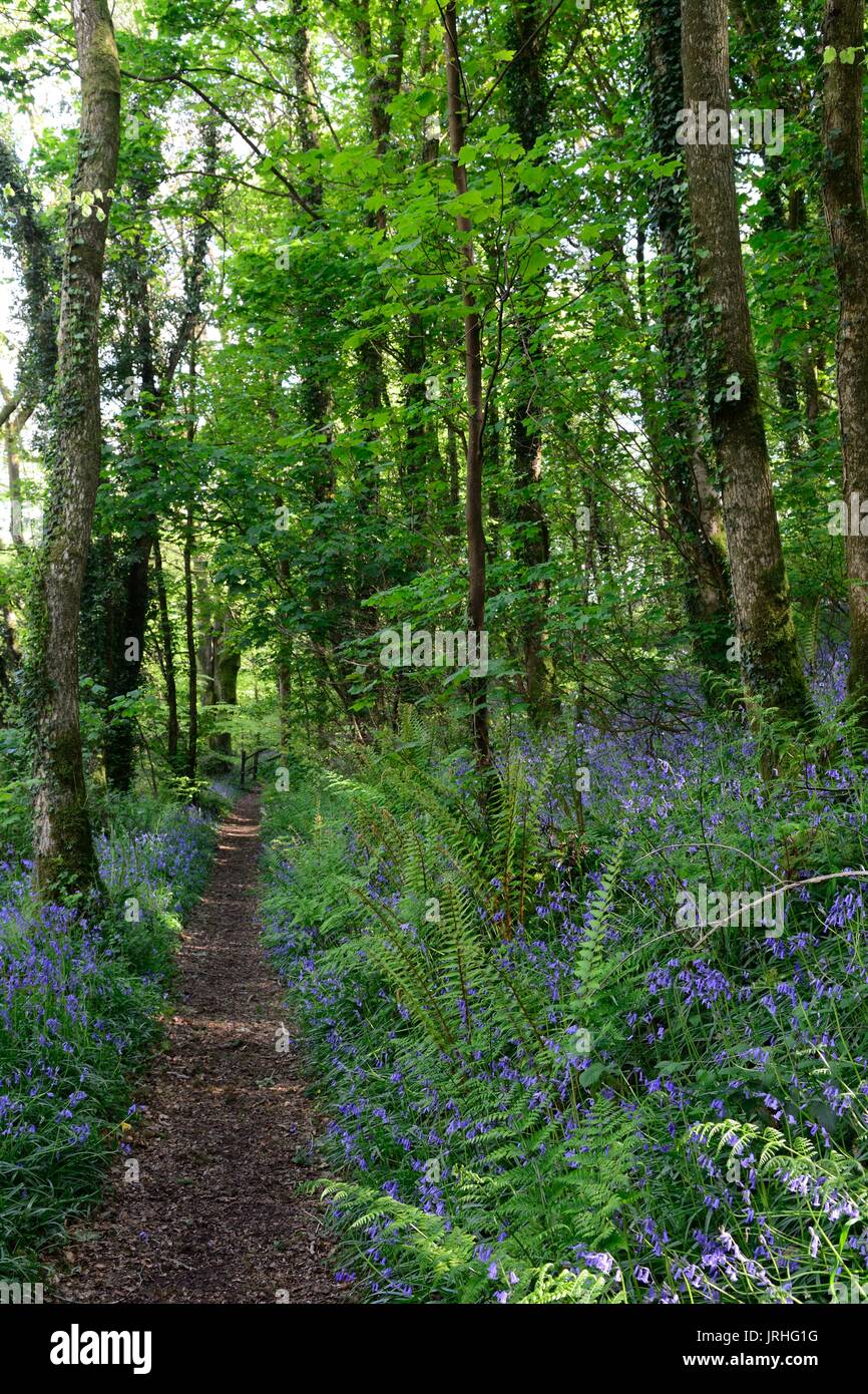 Walk through native bluebell woods Hyacinthoides nonscripta of two