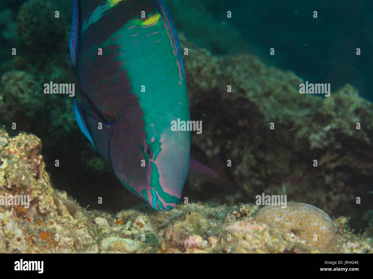 Chlorurus sordidus, known commonly as the daisy parrotfish or bullethead parrotfish feeding on the reef. Cape Maeda Okinawa Stock Photo