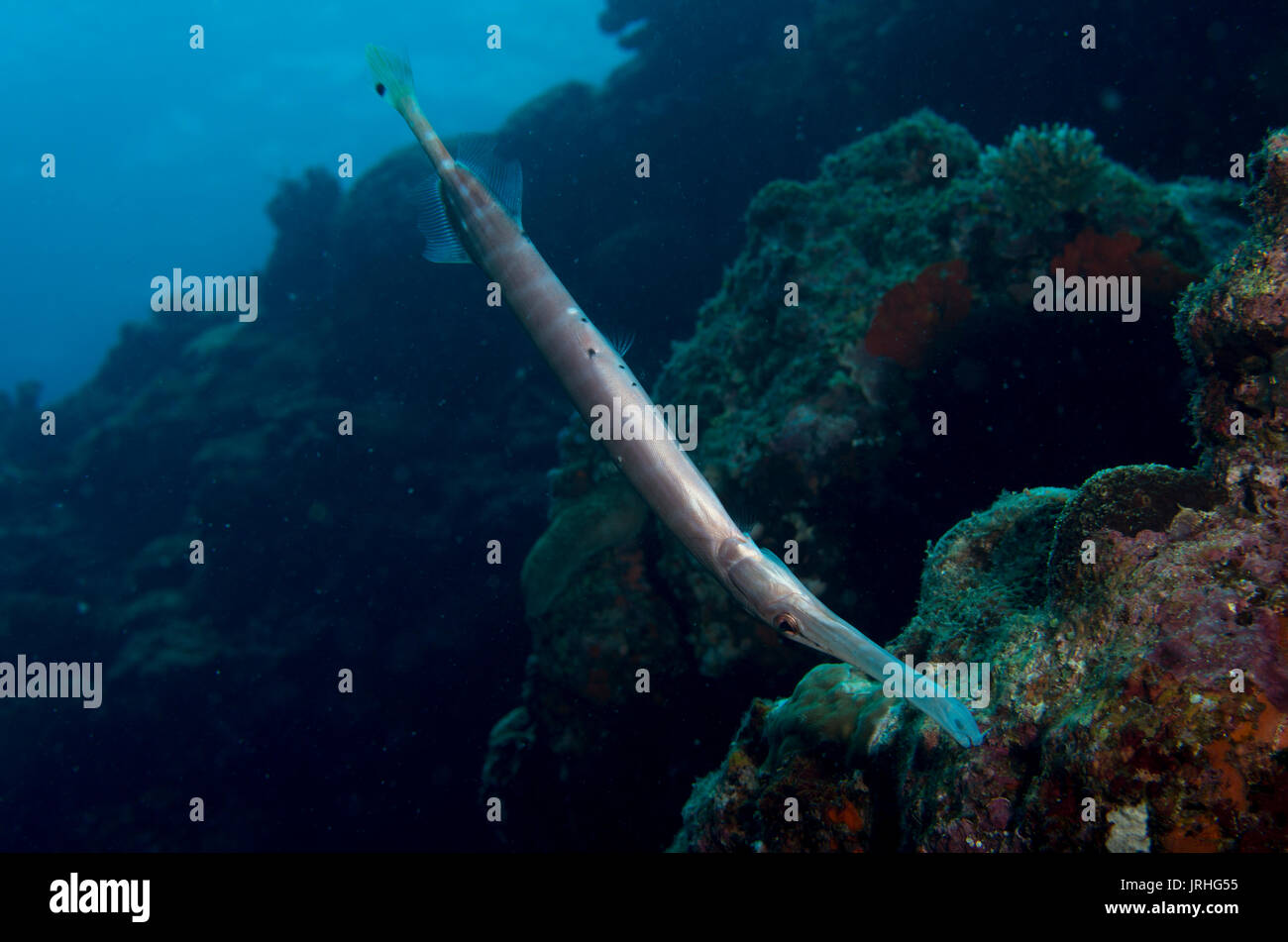 Chinese trumpetfish/ Painted flutemouth Aulostomus chinensis at Cape