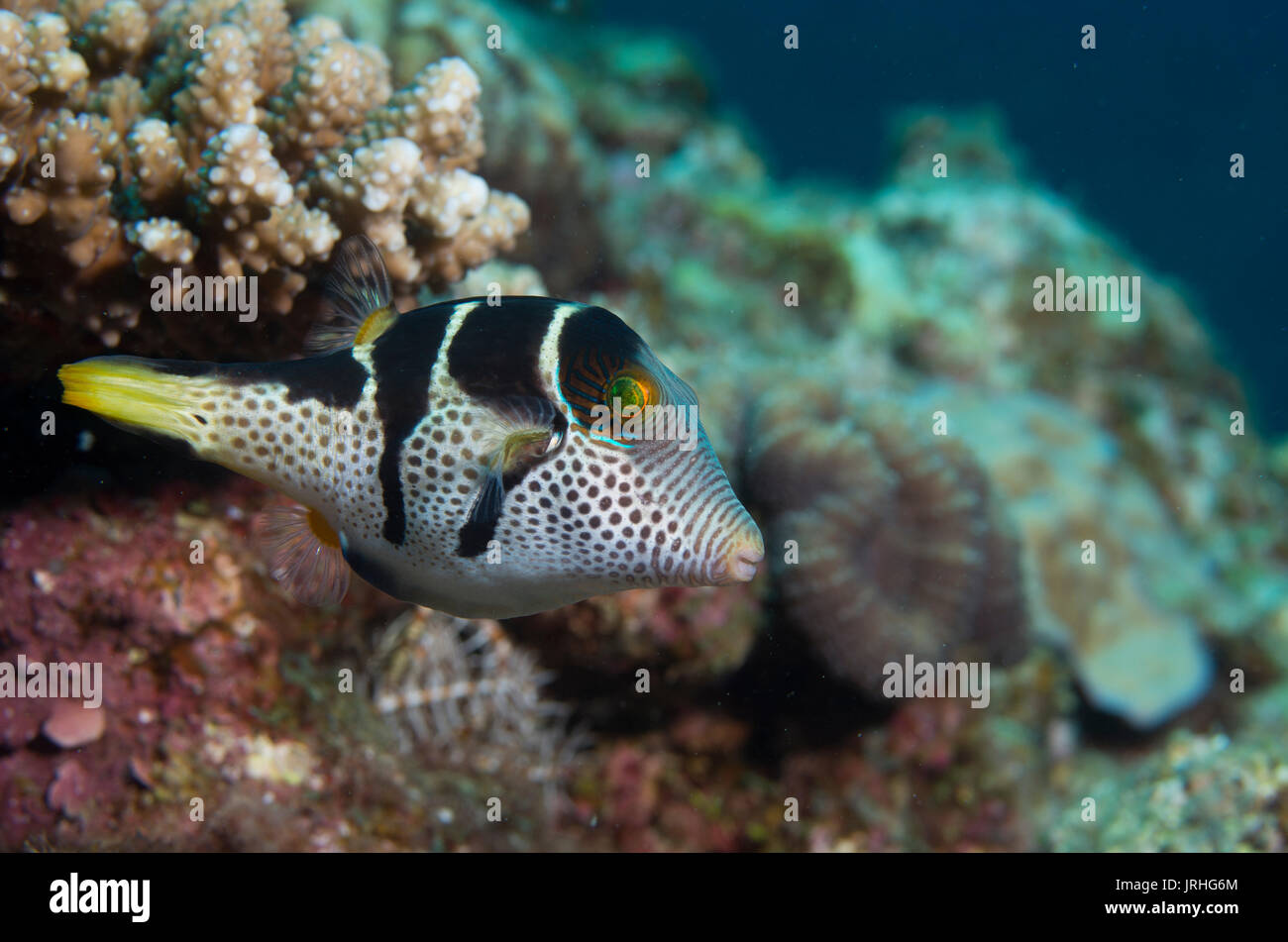 Valentin's sharpnose puffer (Canthigaster valentini), also known as the saddled puffer or black saddled toby. Cape Maeda, Okinawa, Japan. Stock Photo