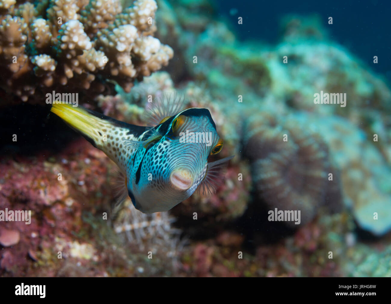 Valentin's sharpnose puffer (Canthigaster valentini), also known as the saddled puffer or black saddled toby. Cape Maeda, Okinawa, Japan. Stock Photo