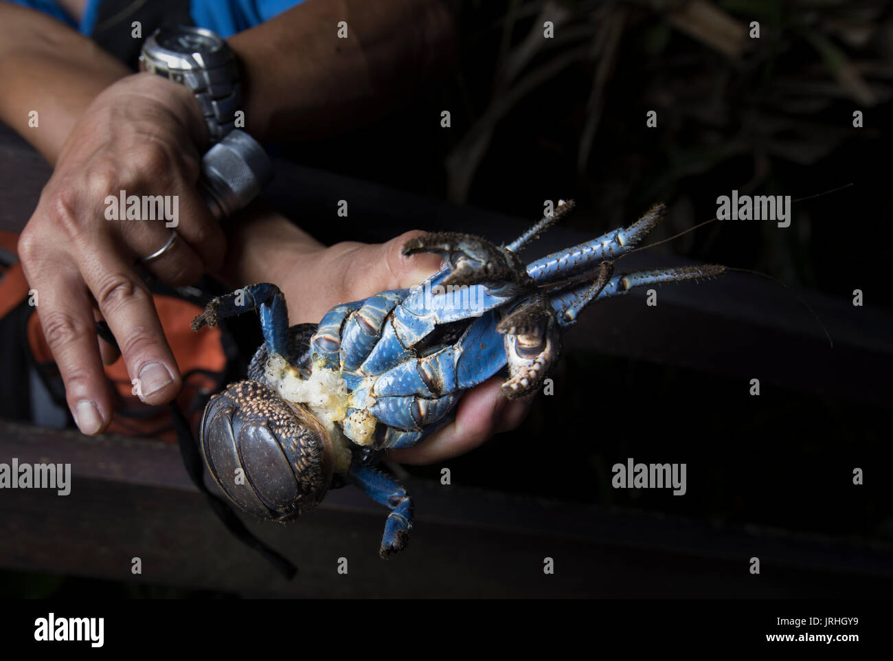 Coconut Crab ( Birgus latro ) monitoring in Motobu, Okinawa, Japan the northern most habitat of the species. Marine biologist Shinichiro Oka holding a Stock Photo