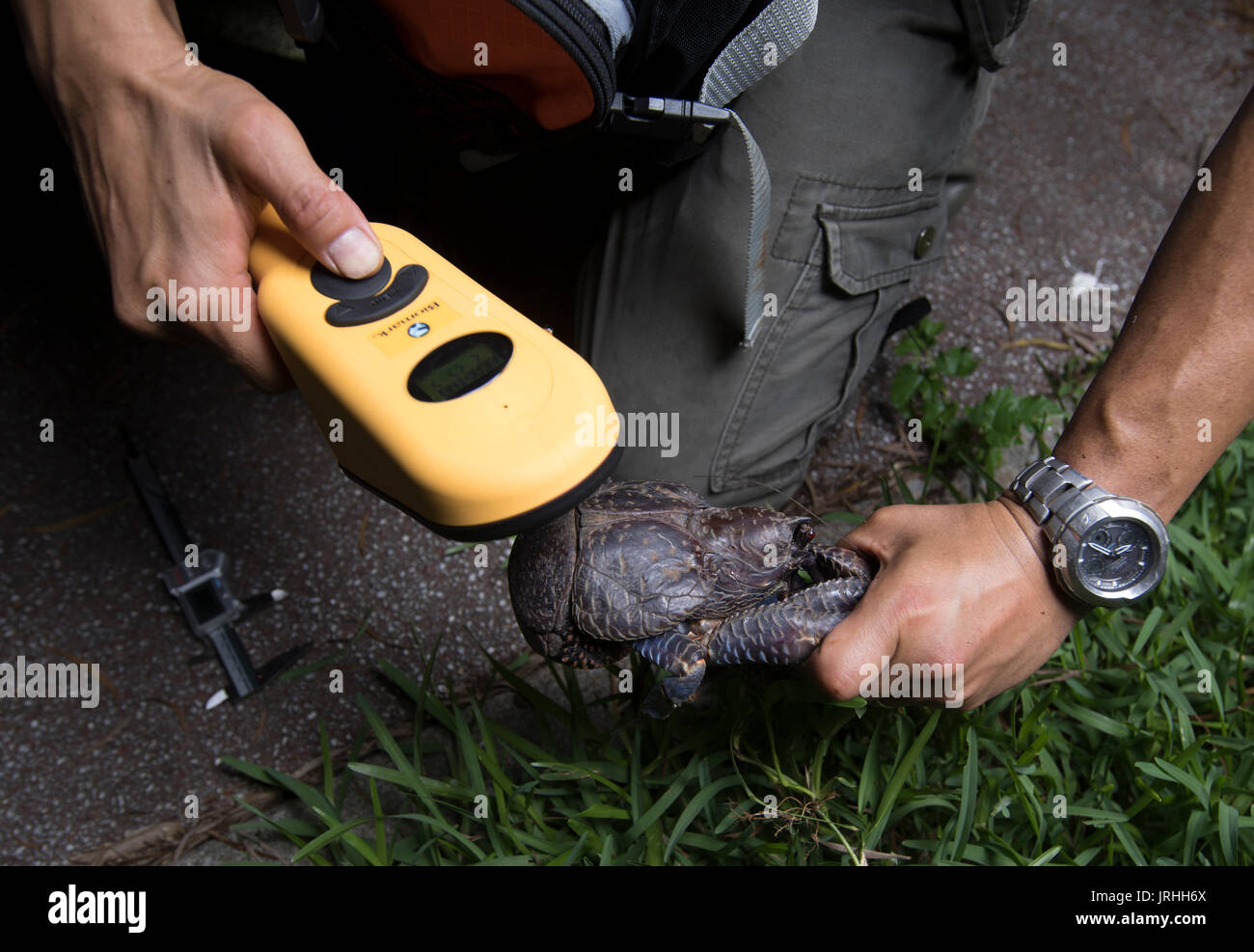 Coconut Crab ( Birgus latro ) monitoring in Motobu, Okinawa, Japan the northern most habitat of the species. Marine biologist Shin-ichiro Oka checking electronic tags of crab Stock Photo