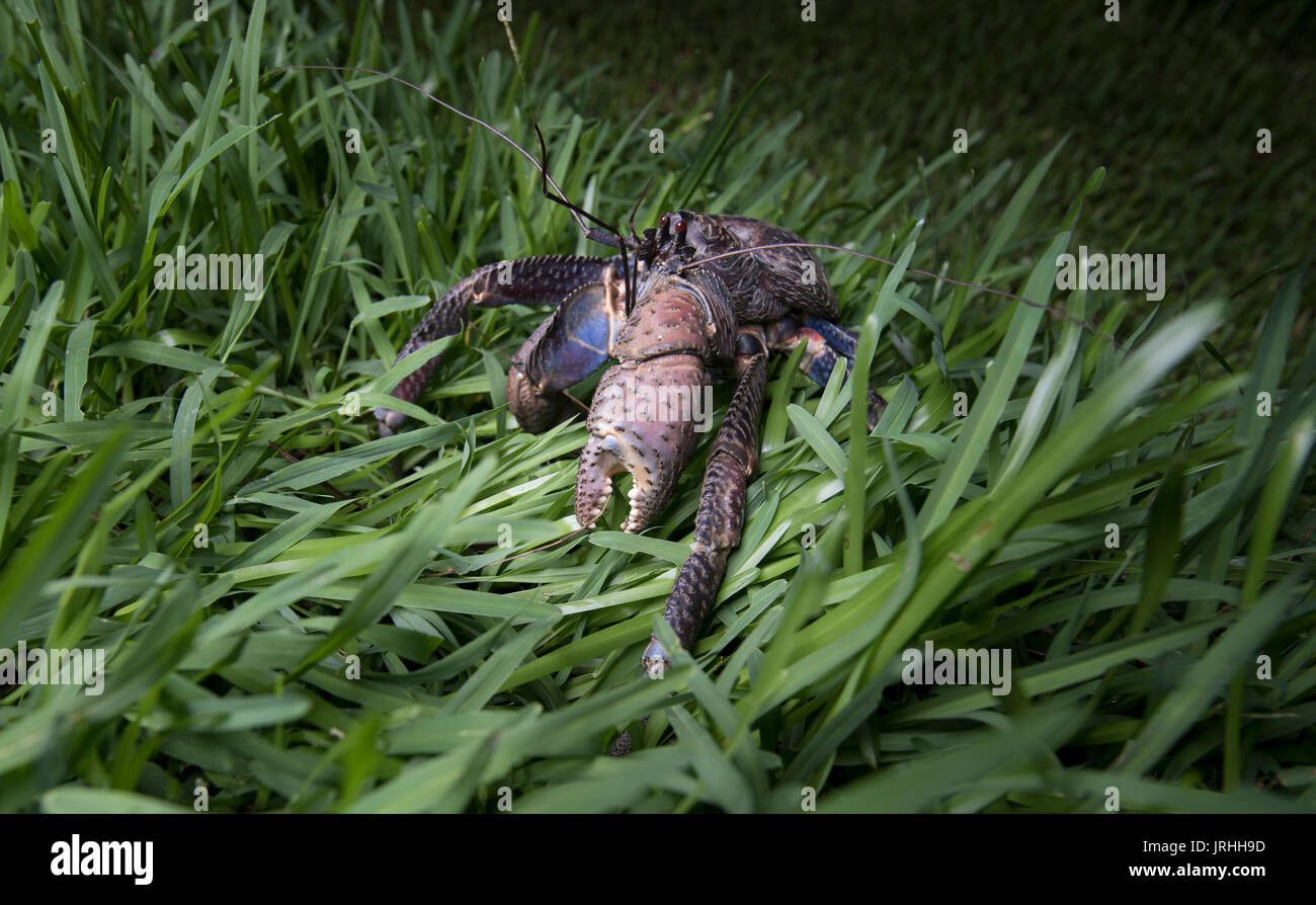 Coconut Crab ( Birgus latro ) monitoring in Motobu, Okinawa, Japan the northern most habitat of the species. Stock Photo