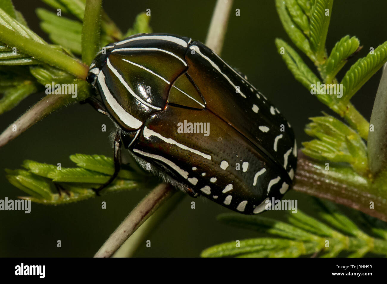 Emerald fruit chafers hires stock photography and images Alamy