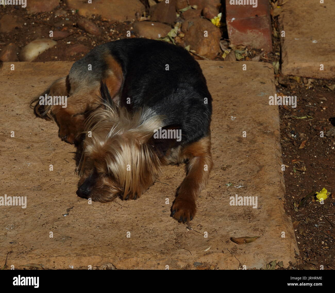Small lost brown dog sleeps in the dirt in landscape format with copy