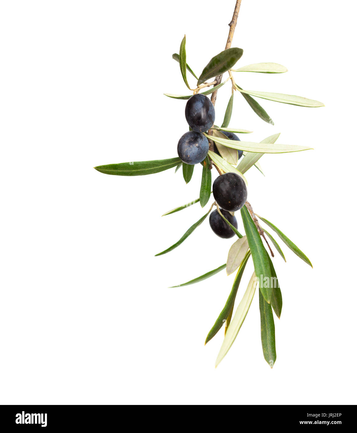 Natural Olive branch with black olives and leaves isolated on white ...