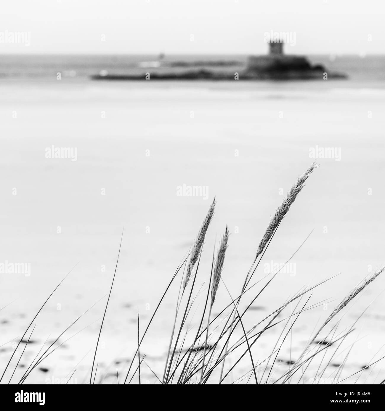 Black and white image of grasses in sand dunes at St Ouens Bay with La Rocco Tower in the background, Jersey, Channel Islands Stock Photo