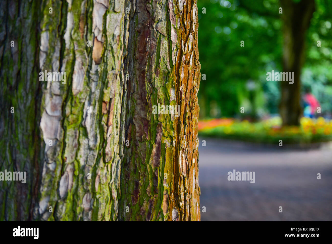 tree bark in a park Stock Photo