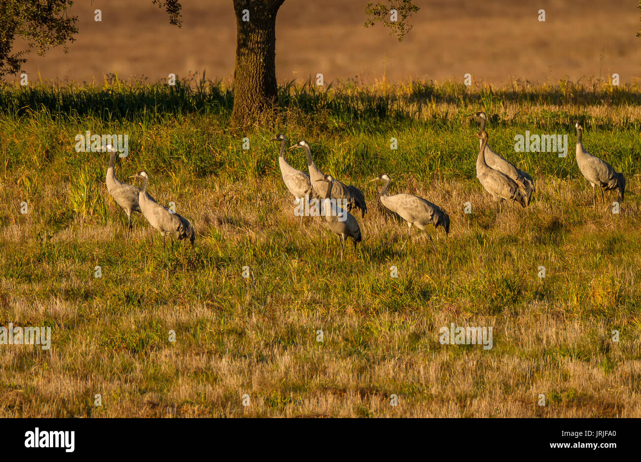 Common Cranes in grassland Stock Photo