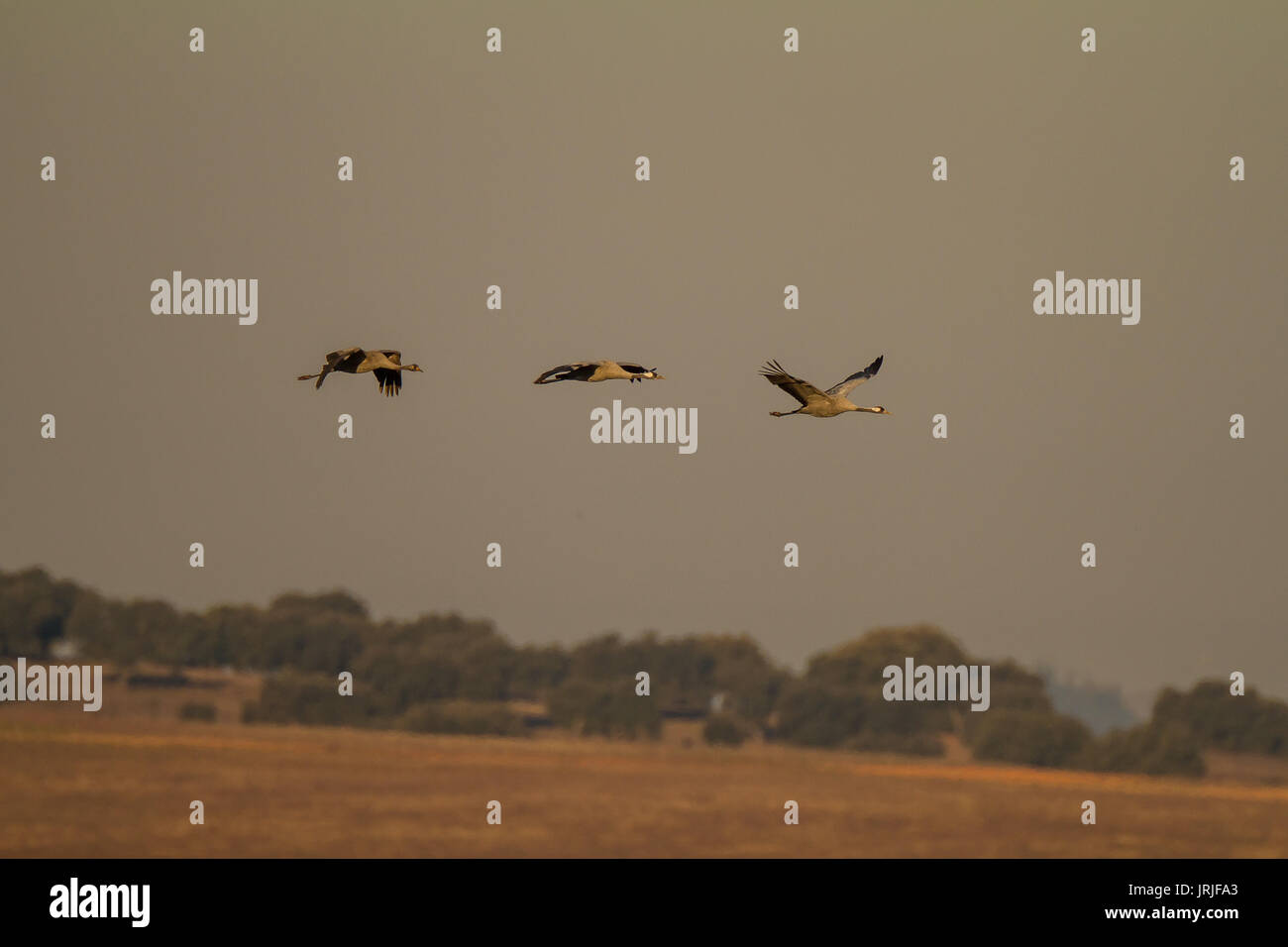 3 Common Cranes flying Stock Photo