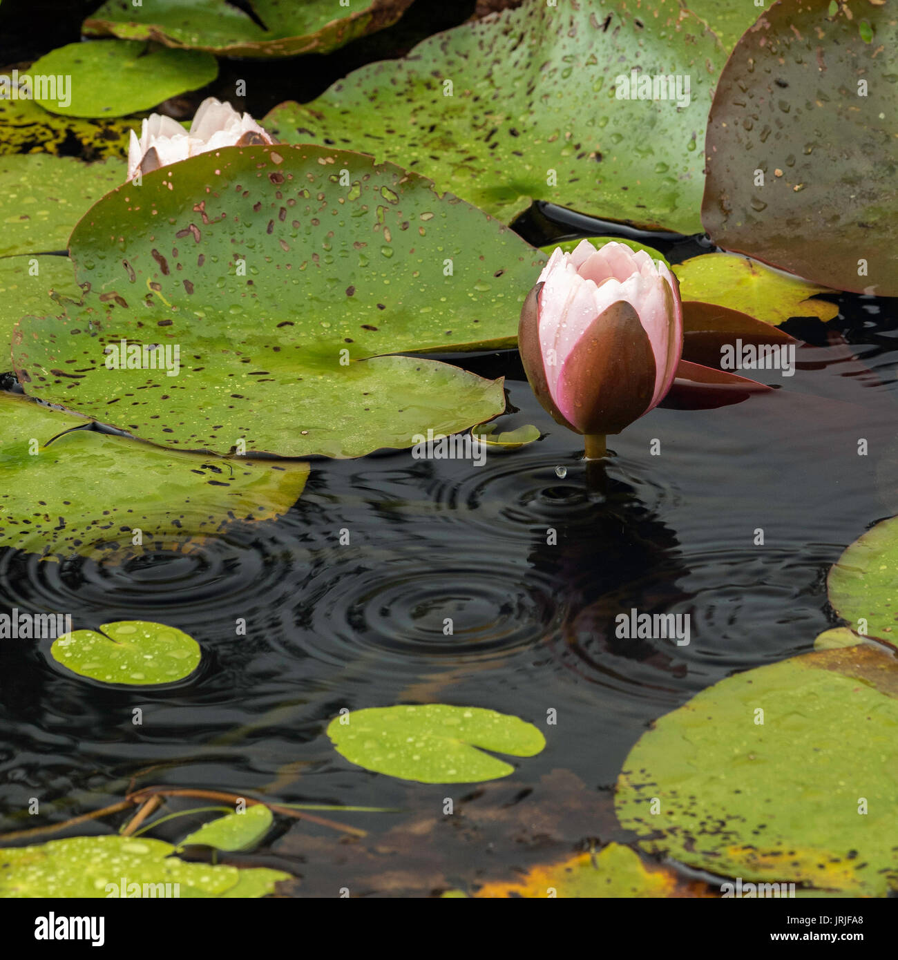 Pink water lily flower opening in a pond during a rain shower with a rain drop in mid air, East Sussex, England Stock Photo