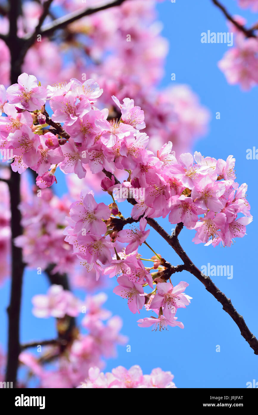 Macro texture of blooming pink Japanese Cherry Blossoms Stock Photo - Alamy