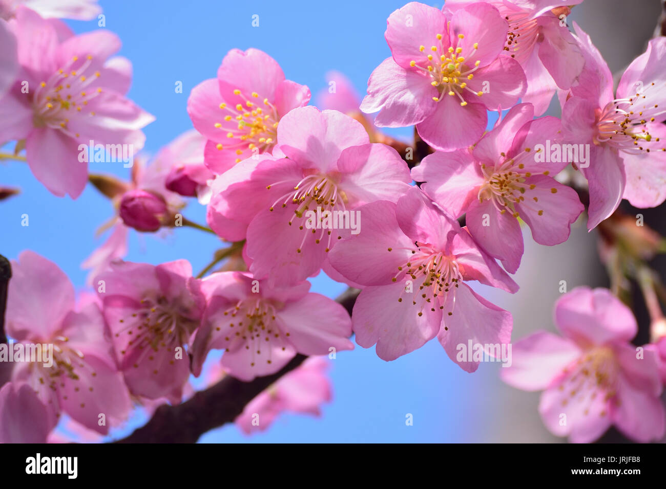Macro texture of blooming pink Japanese Cherry Blossoms Stock Photo - Alamy