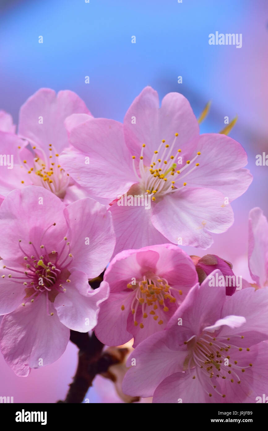 Macro texture of blooming pink Japanese Cherry Blossoms Stock Photo - Alamy