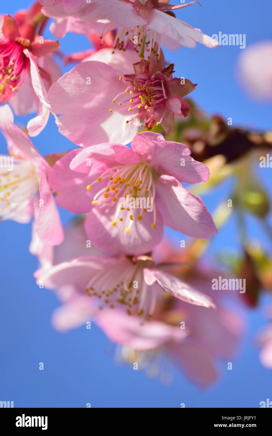 Macro texture of Japanese Pink Cherry Blossoms Stock Photo - Alamy