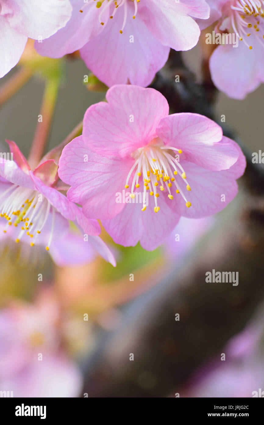 Macro texture of Japanese Pink Cherry Blossoms Stock Photo - Alamy