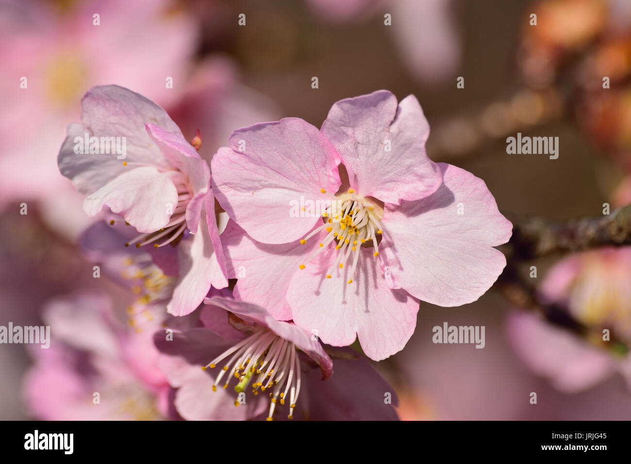 Macro texture of Japanese Pink Cherry Blossoms Stock Photo - Alamy