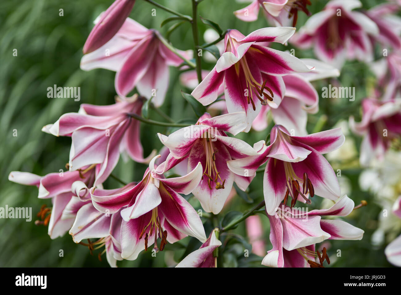 Lush lily flowers Lilium Stock Photo Alamy