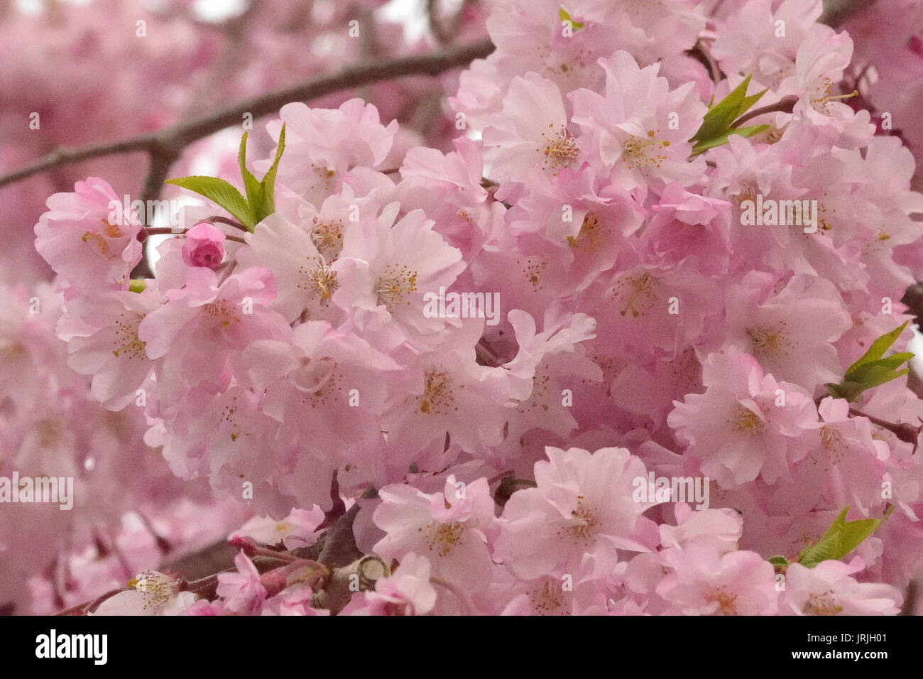Macro texture of Japanese Pink Weeping Cherry Blossoms Stock Photo
