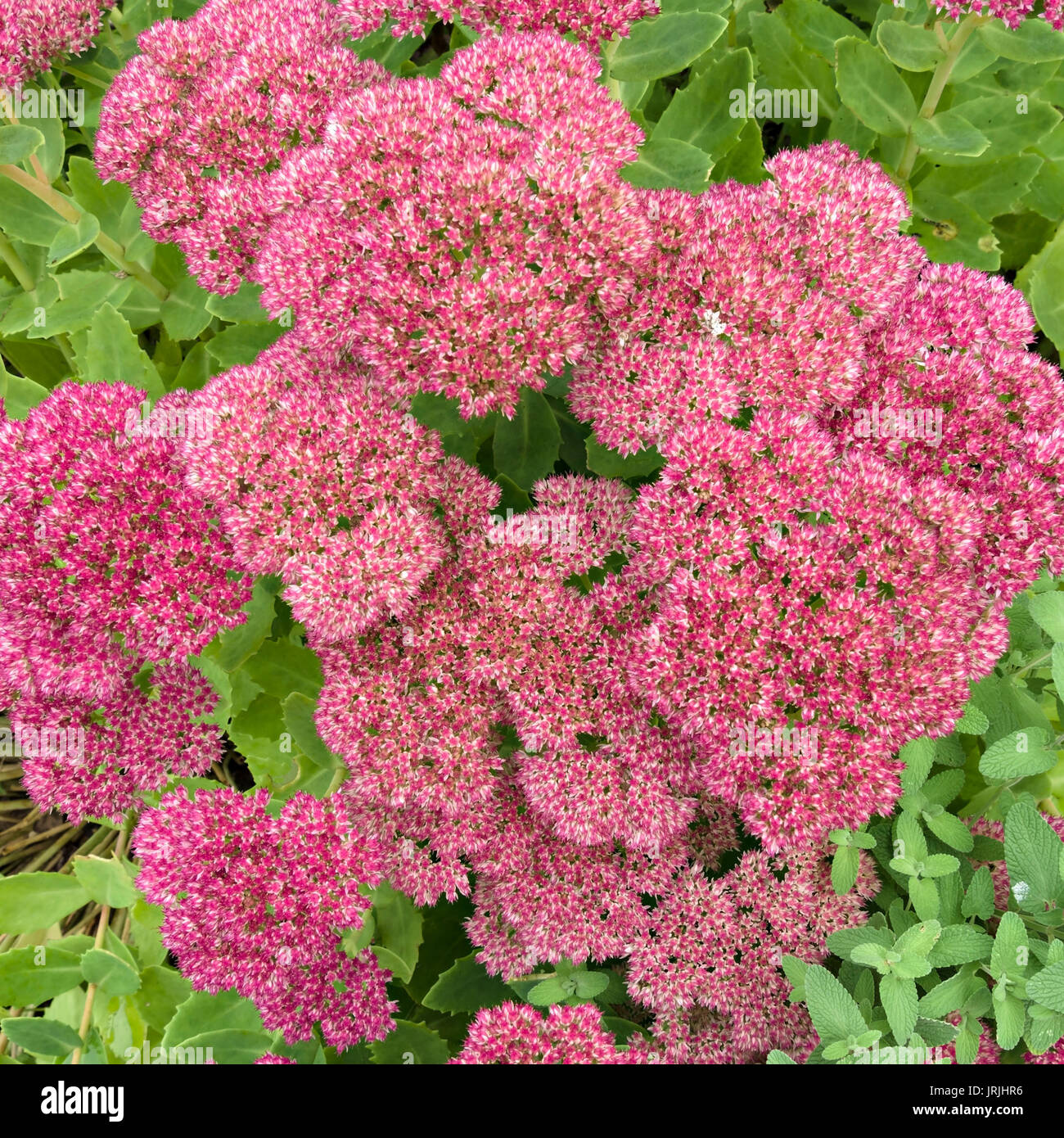 Pink Autumn Joy Sedum flowers Stock Photo