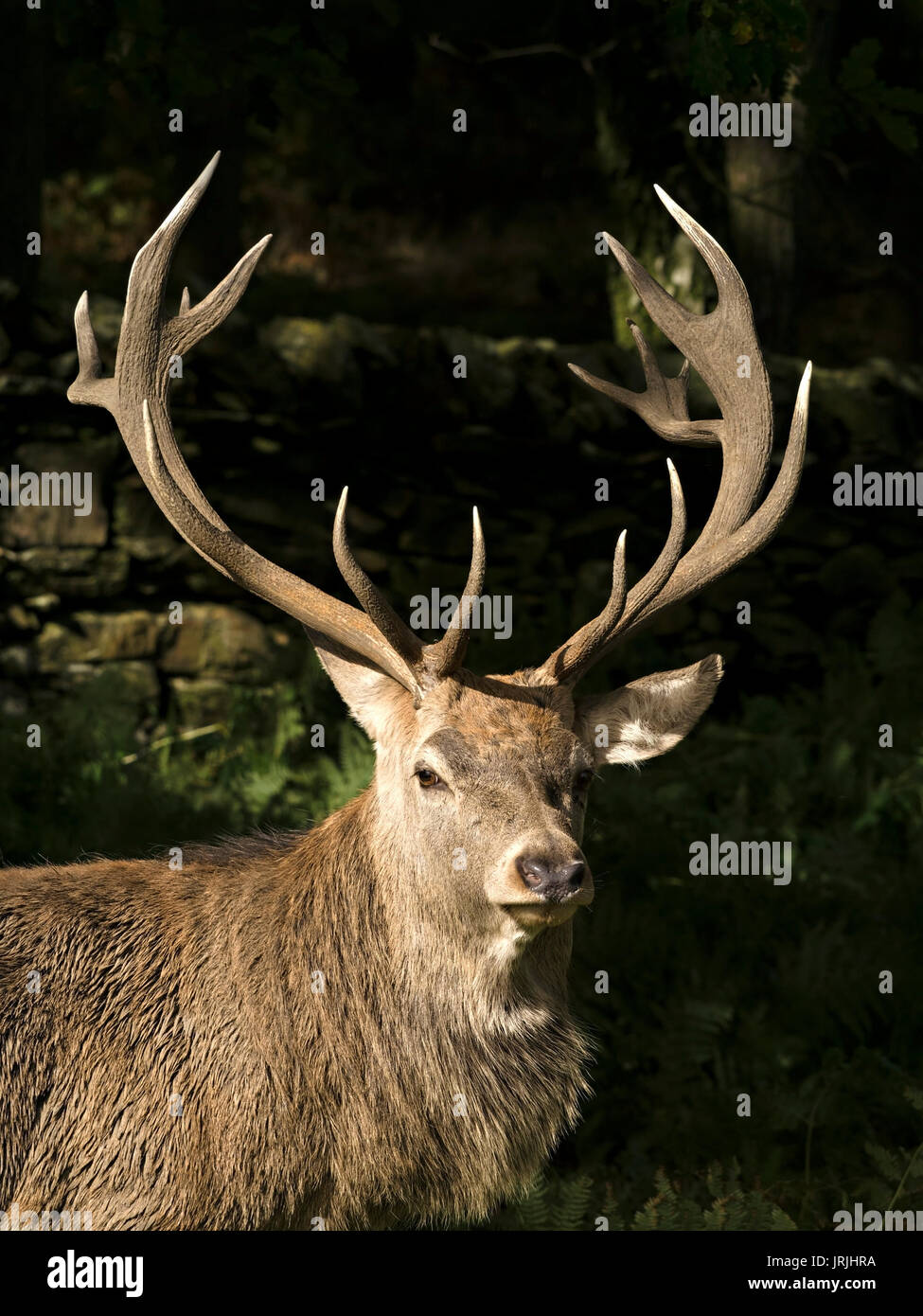 Large red deer stag with crown of magnificent antlers, sunlit against dark background,Charnwood Forest,Leicestershire,England,UK Stock Photo