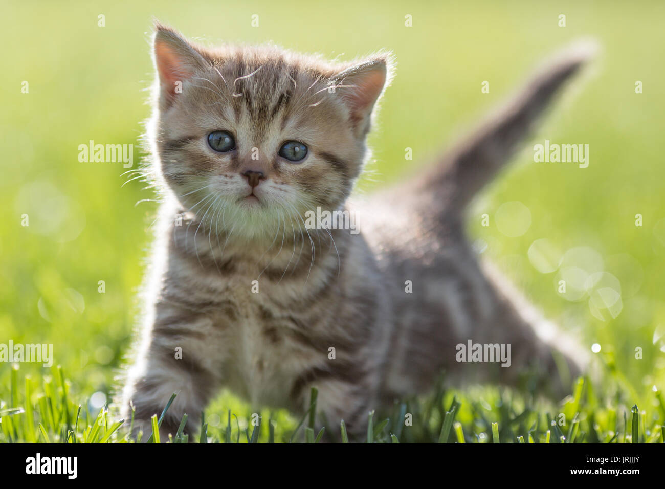 Young cat standing in green grass Stock Photo