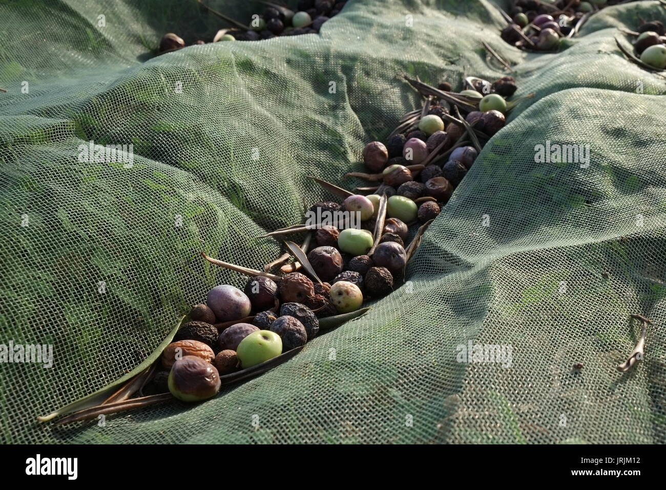 Harvesting Olives in Portugal Stock Photo