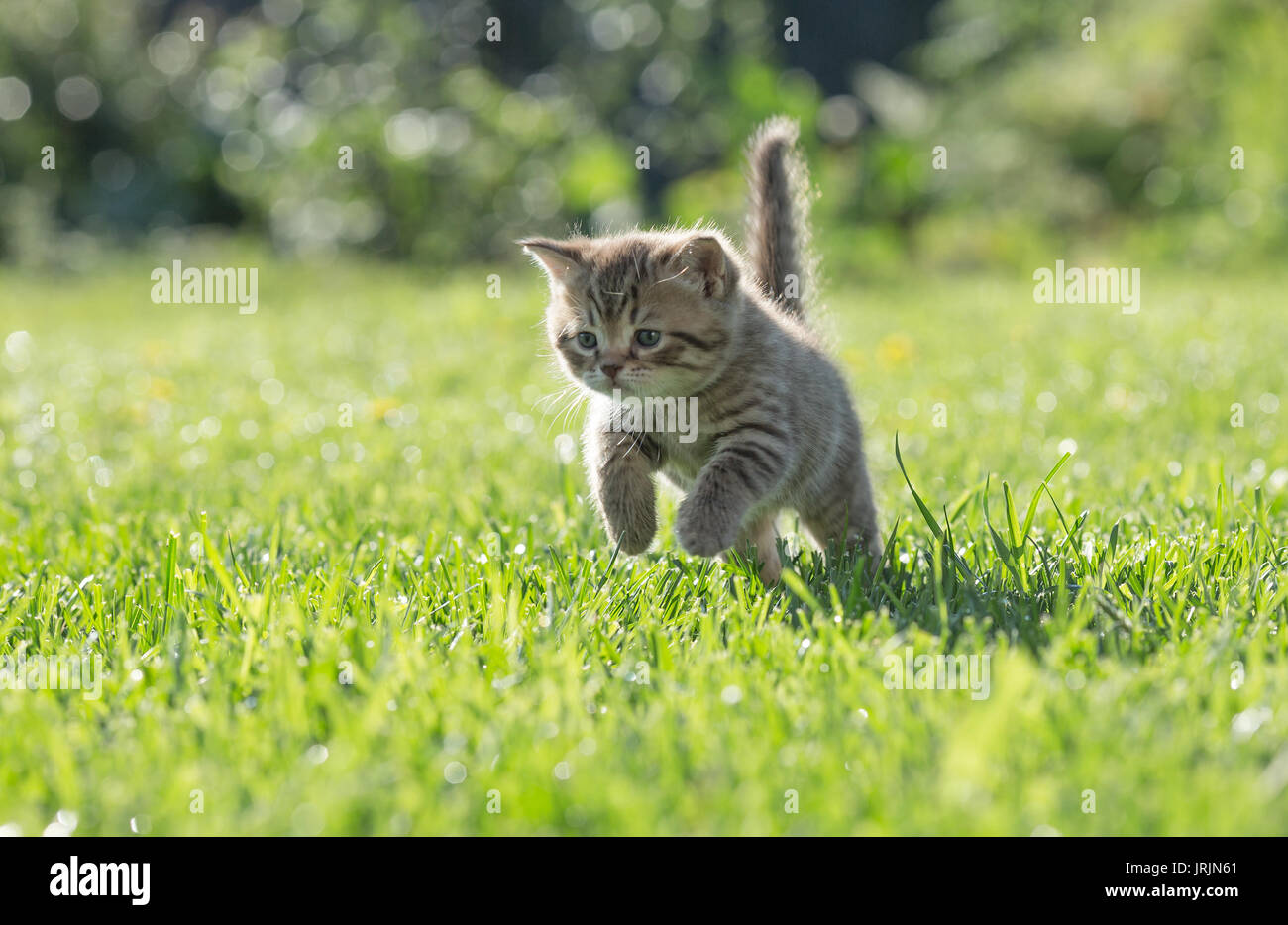 Young kitten jumping or running in green grass Stock Photo