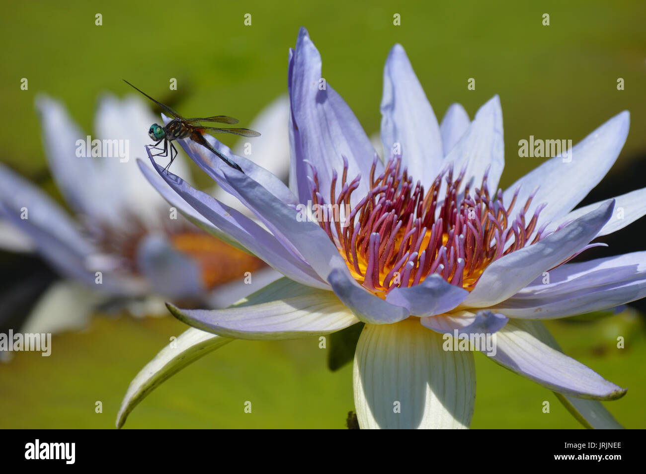 Dragonfly on the water lily Stock Photo