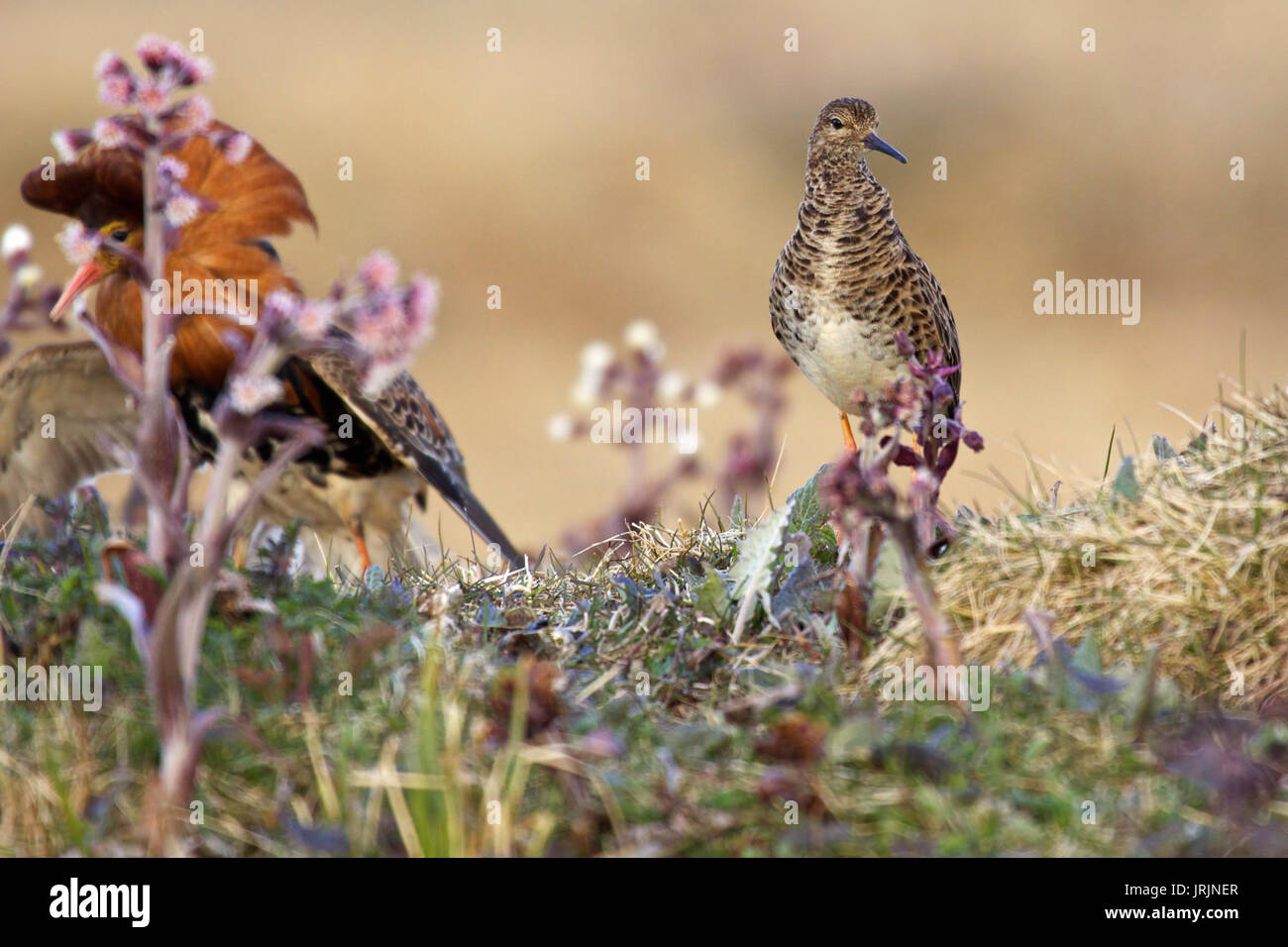 Bird Ruff's Polymorphism Male and female ruff bird hi-res stock photography and images - Alamy