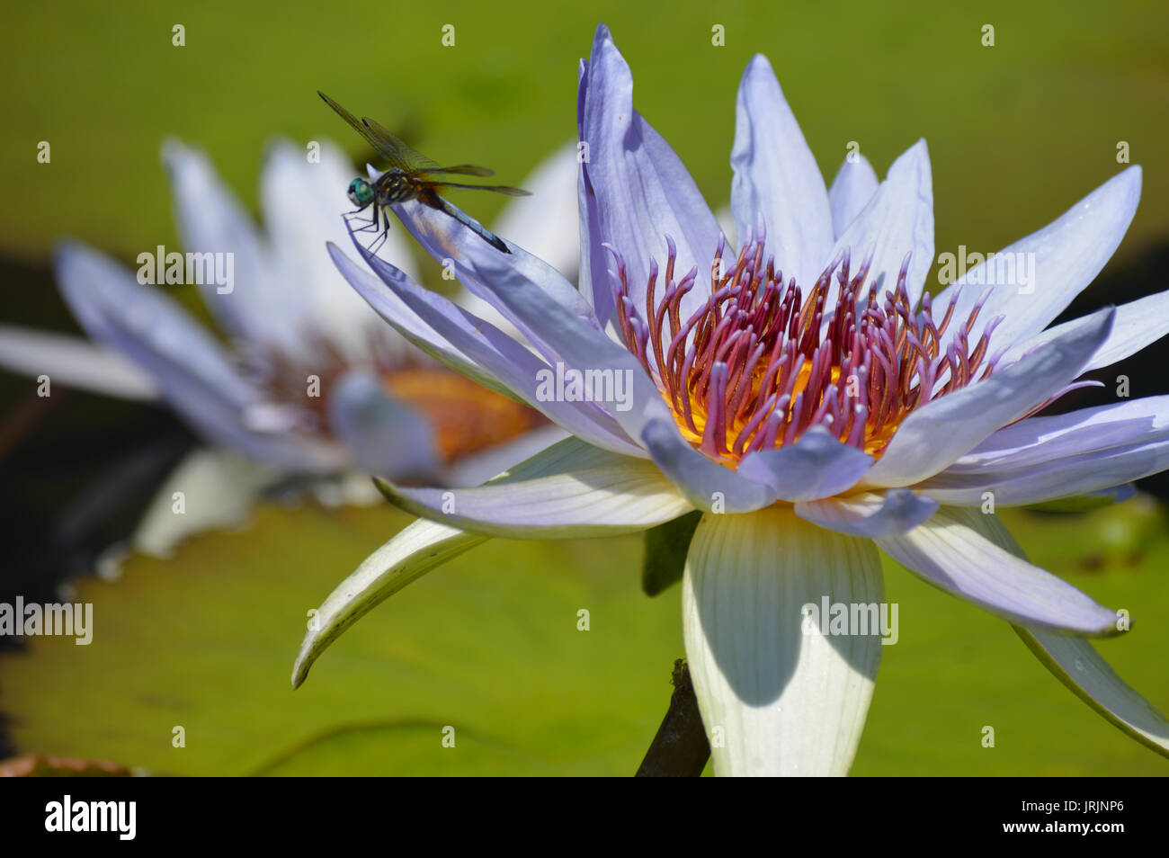 Dragonfly on the water lily Stock Photo