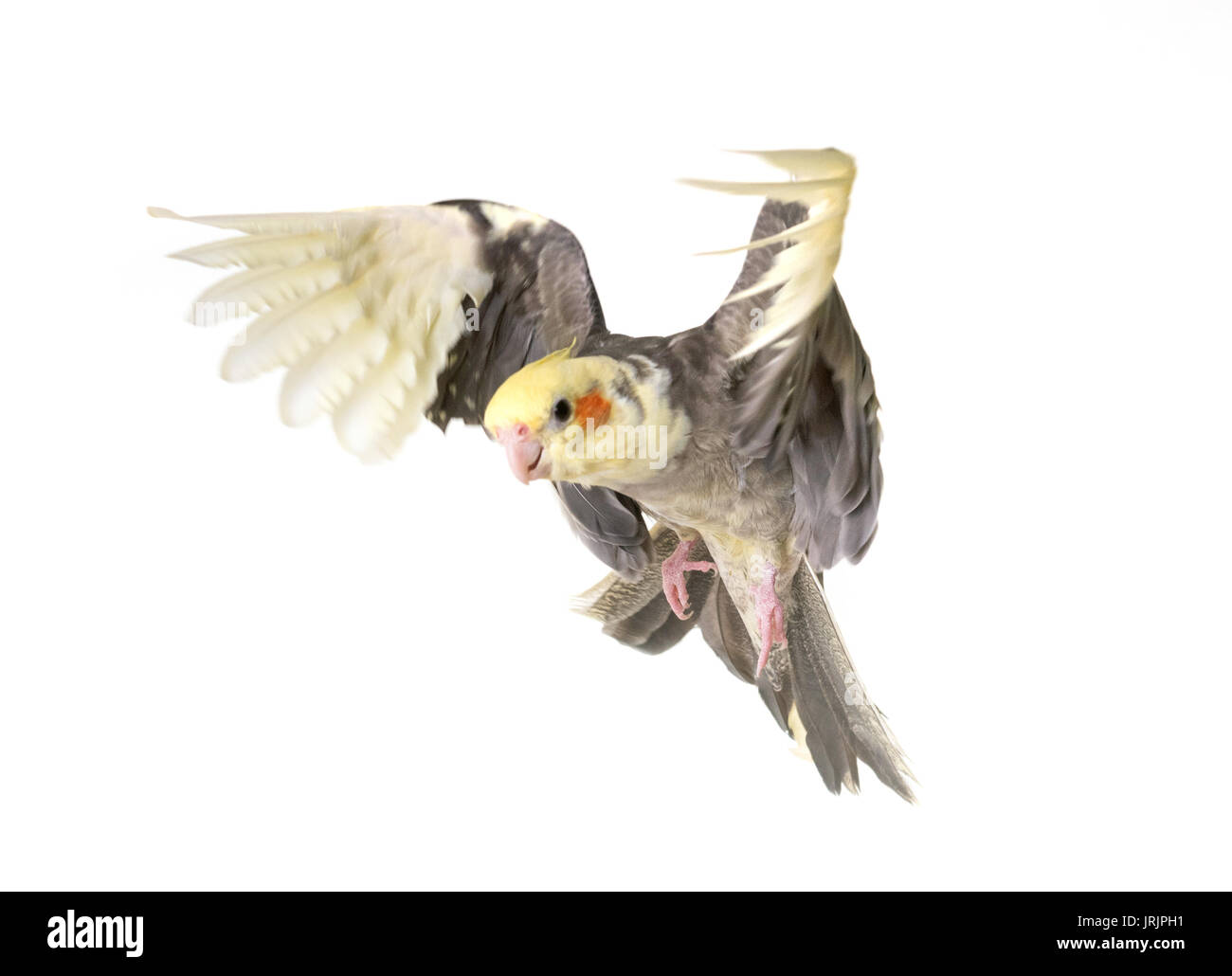 gray cockatiel in front of white background Stock Photo - Alamy