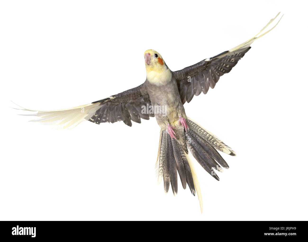 gray cockatiel in front of white background Stock Photo - Alamy