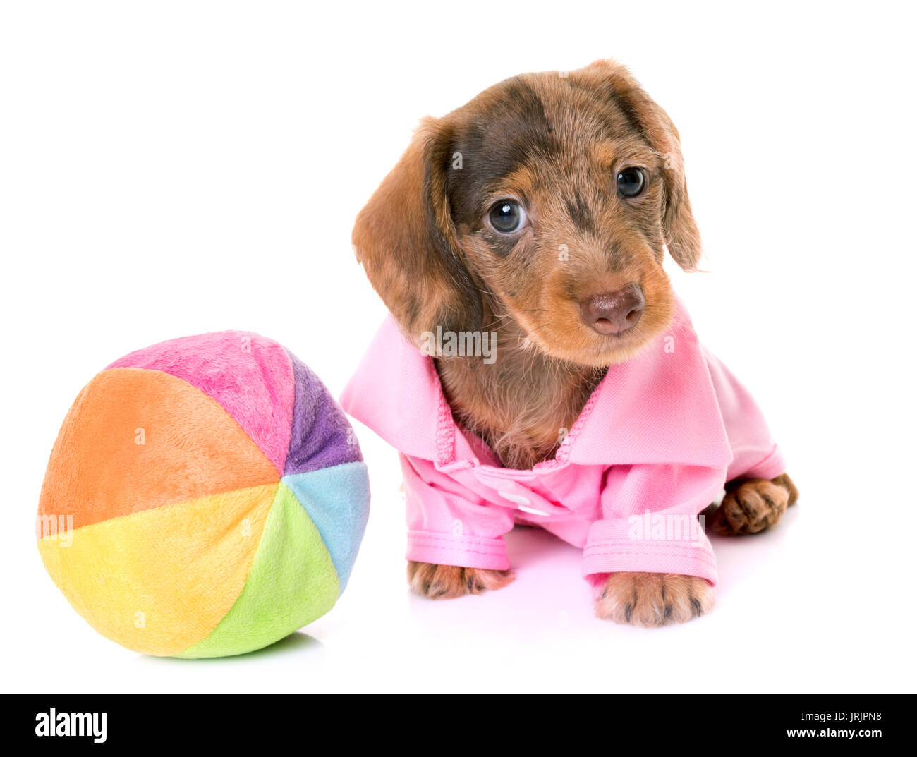 puppy Wire-haired Dachshund in front of white background Stock Photo